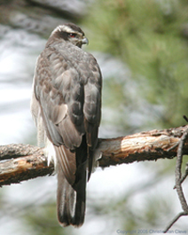 Adult goshawk