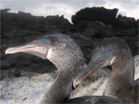 Flightless Cormorants