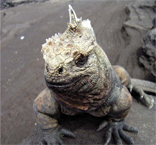 Marine Iguana