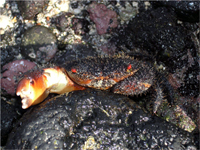 crab Ozius verreauxii