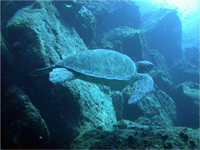 Green Sea Turtle