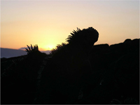 Marine iguana