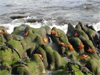 Marine iguanas and Sally Lightfoot crabs