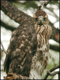 Juvenile goshawk