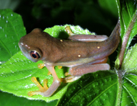 red-eyed treefrog