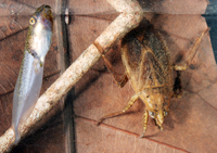 Tdpole and giant water bug