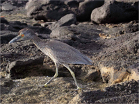Yellow-crowned Night Heron