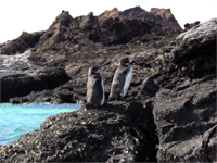 Gal�pagos Penguins