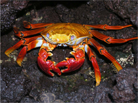 Sally Lightfoot crab