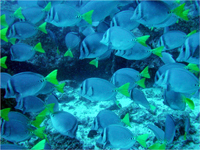 Yellow-tailed surgeonfish